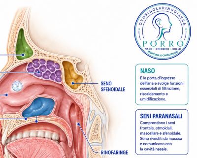 posizione anatomica dei seni paranasali con logo otorinolaringoiatra Porro
